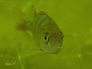 Perch out of the green.. by Sven Tramaux 